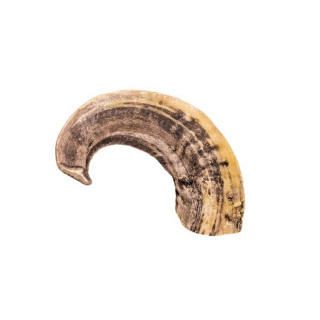 Air Dried Ram Horn 100g