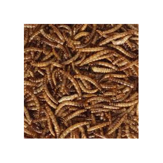Mealworms