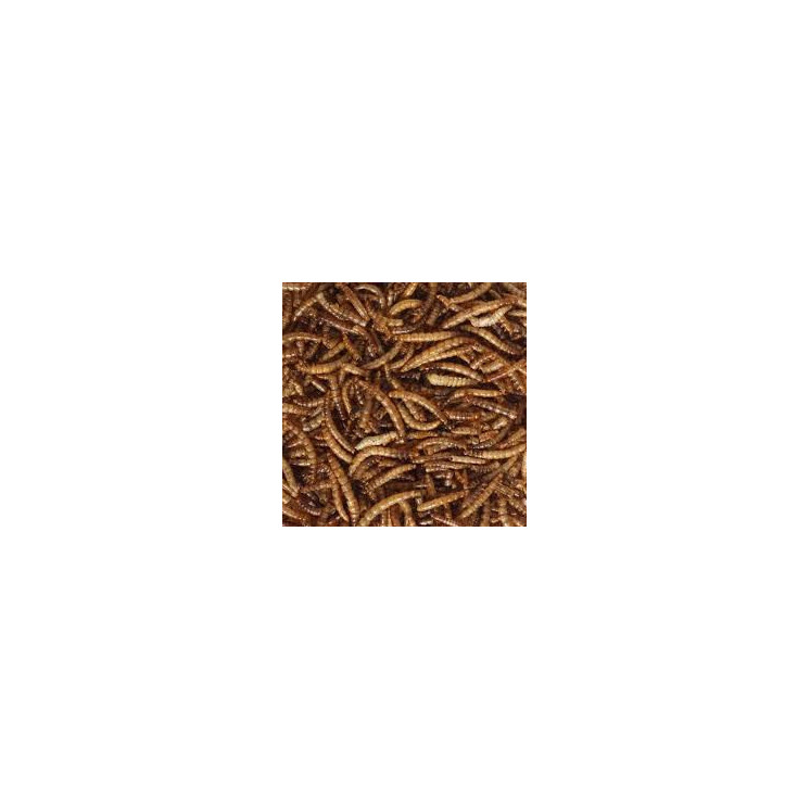 Mealworms